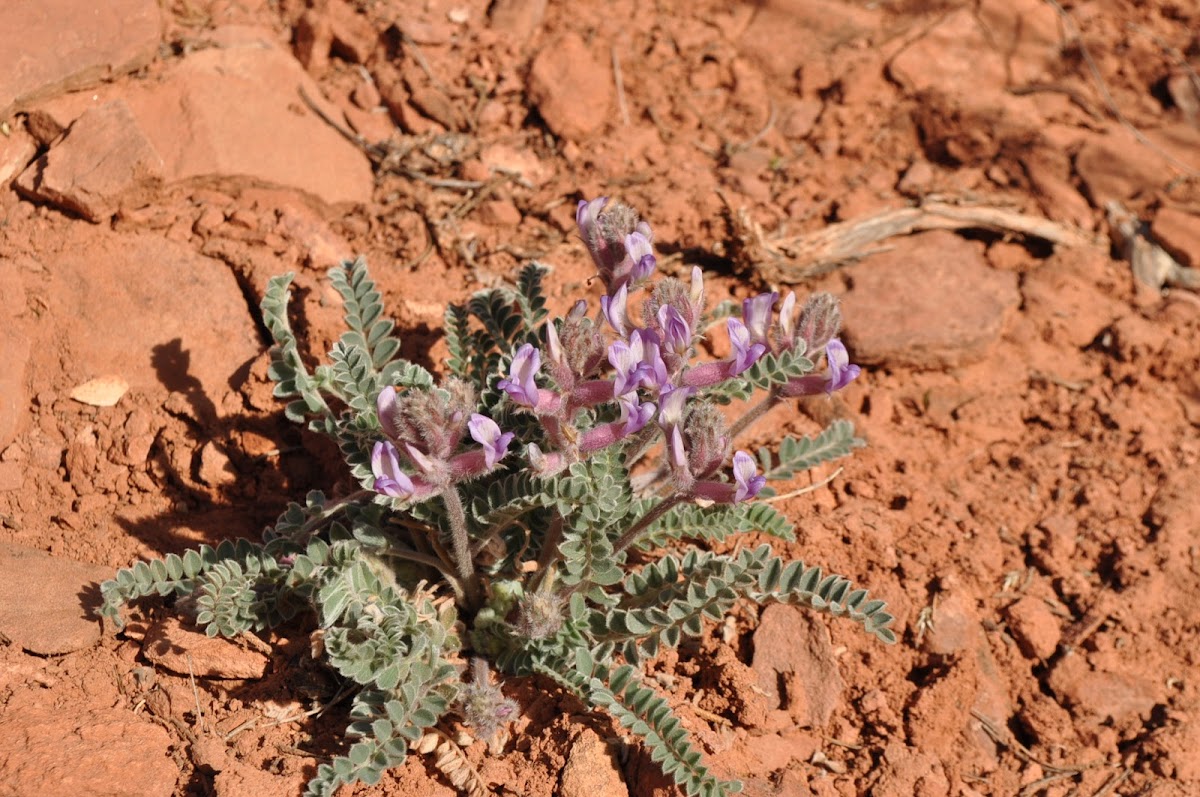 Utah Ladyfinger MilkVetch