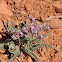 Utah Ladyfinger MilkVetch