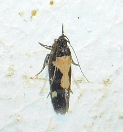 Red-necked Peanutworm Moth