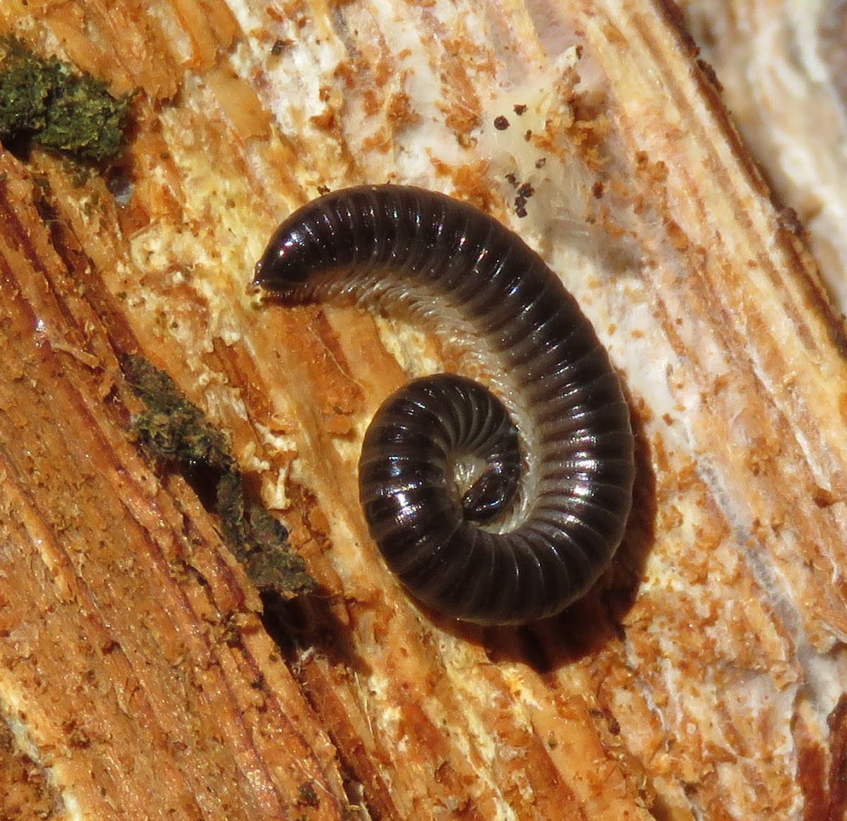 White-legged Snake Millipede