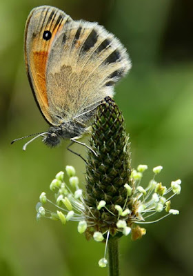 Equilibrio "naturale" di utente cancellato