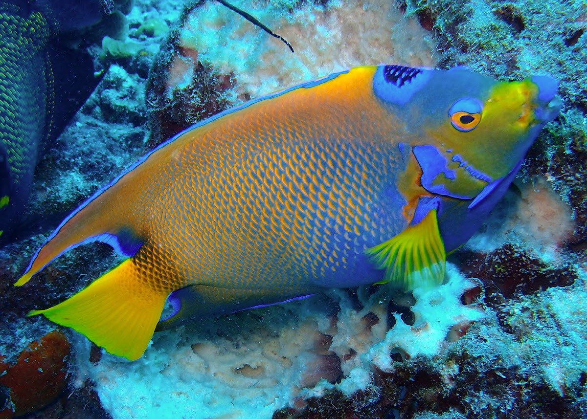 Queen angelfish