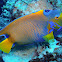 Queen angelfish