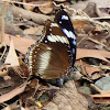 Oriental Great Eggfly