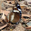 Oriental Great Eggfly