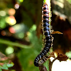 Millipede