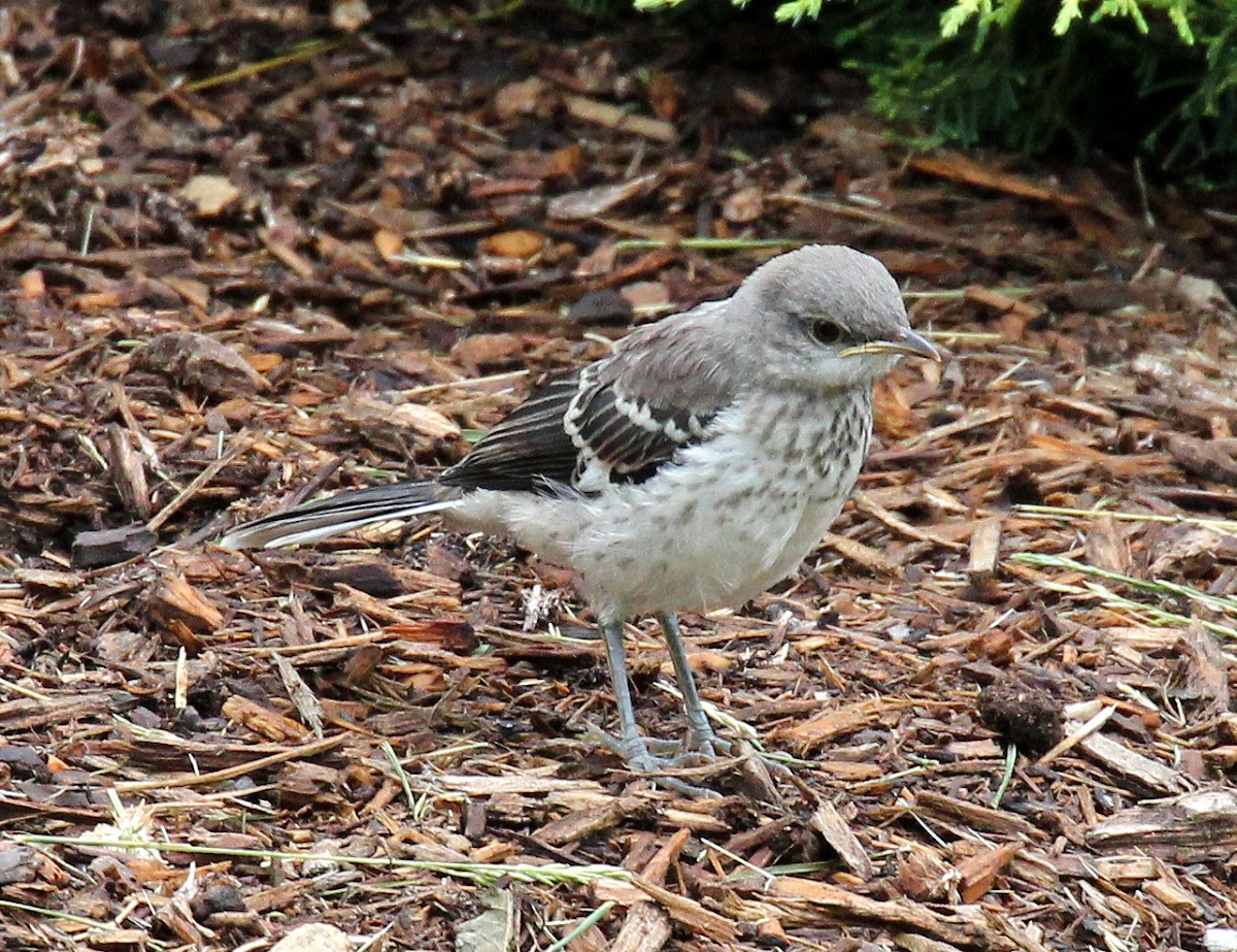 Northern Mockingbird