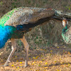 Indian peafowl, common peafowl, blue peafowl (m/ Peacock & f/ Peahen)