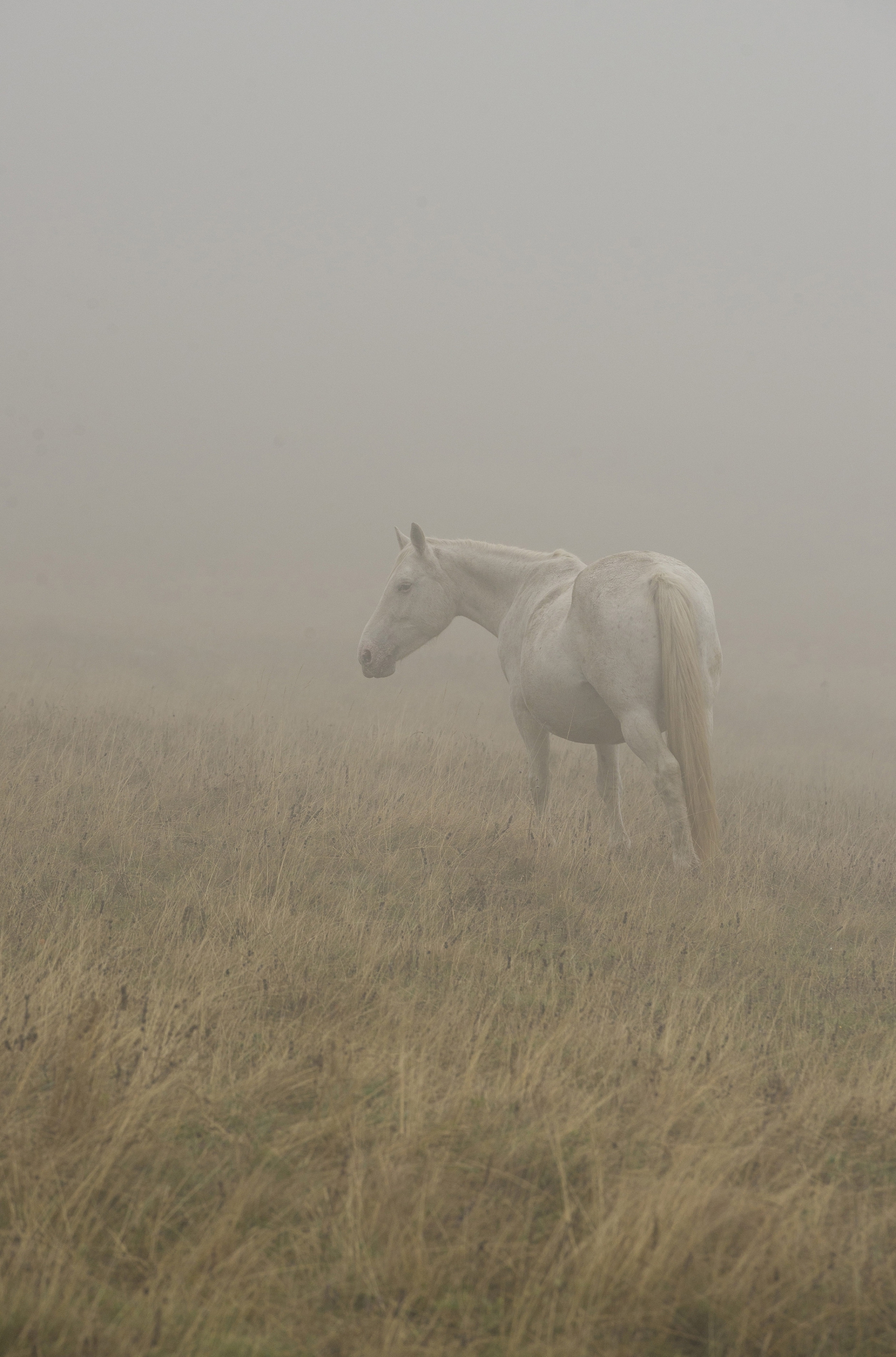 Pascoli Nella Nebbia di Andrea Di Florio