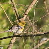 Pine Warbler