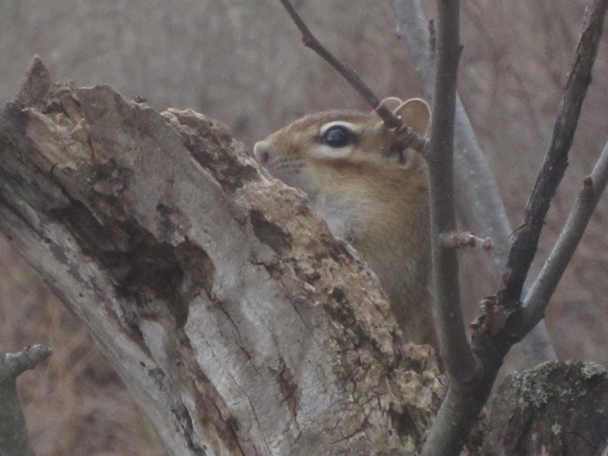 Eastern Chipmunk