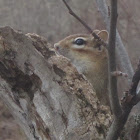 Eastern Chipmunk