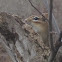 Eastern Chipmunk