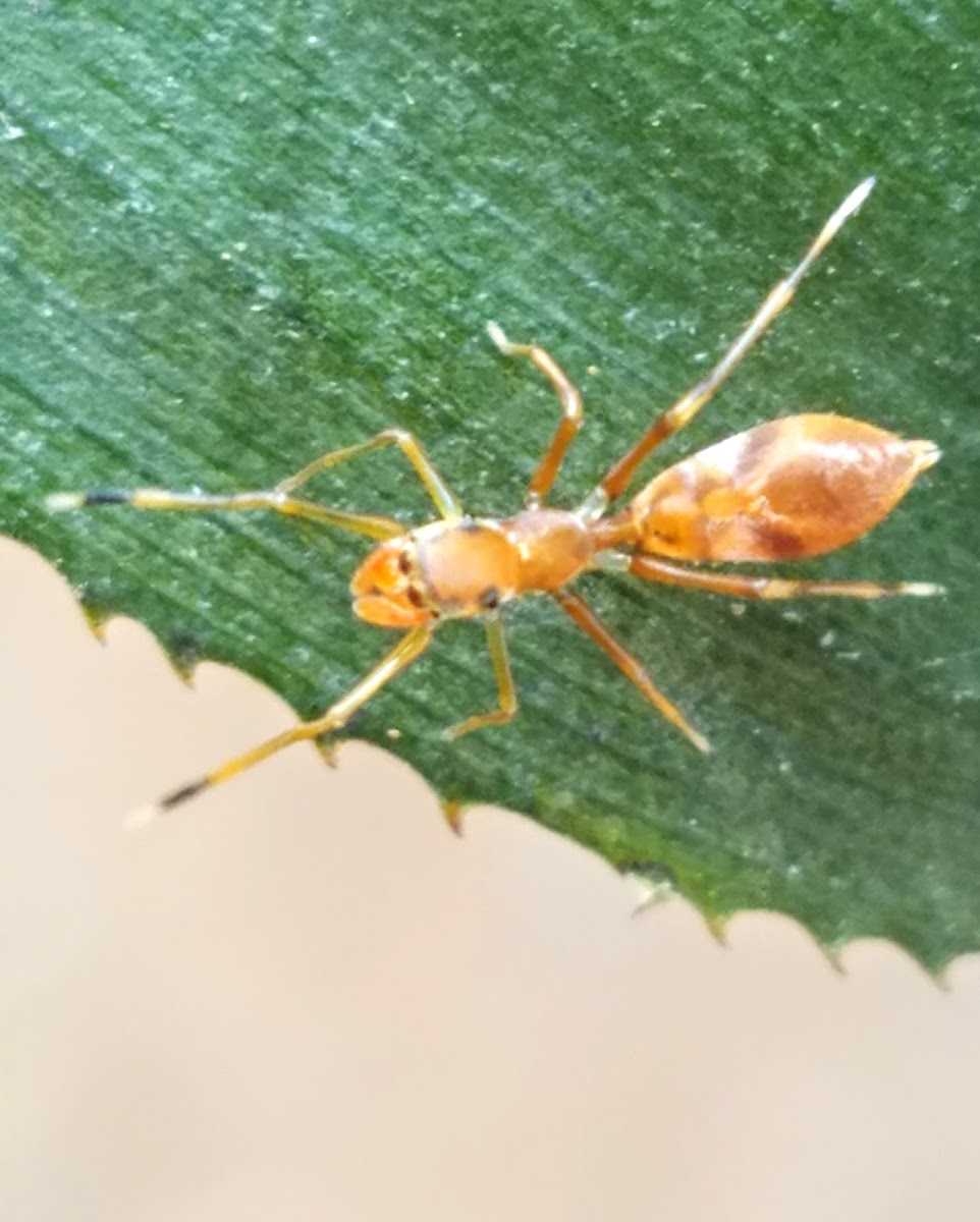 Ant mimicking jumping spider