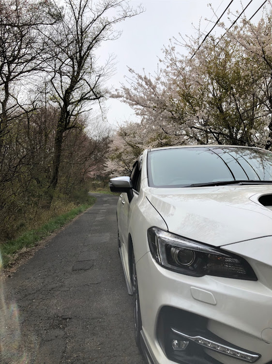 レヴォーグの島根県・大田市・三瓶山・浮布池・桜と愛車のコラボに関するカスタム事例の投稿画像2枚目