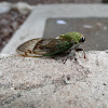 Cicada