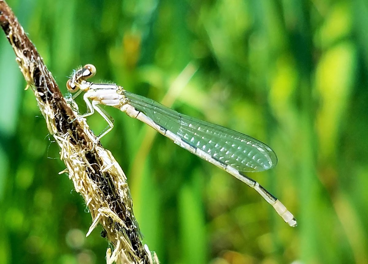 Vivid Dancer (female)