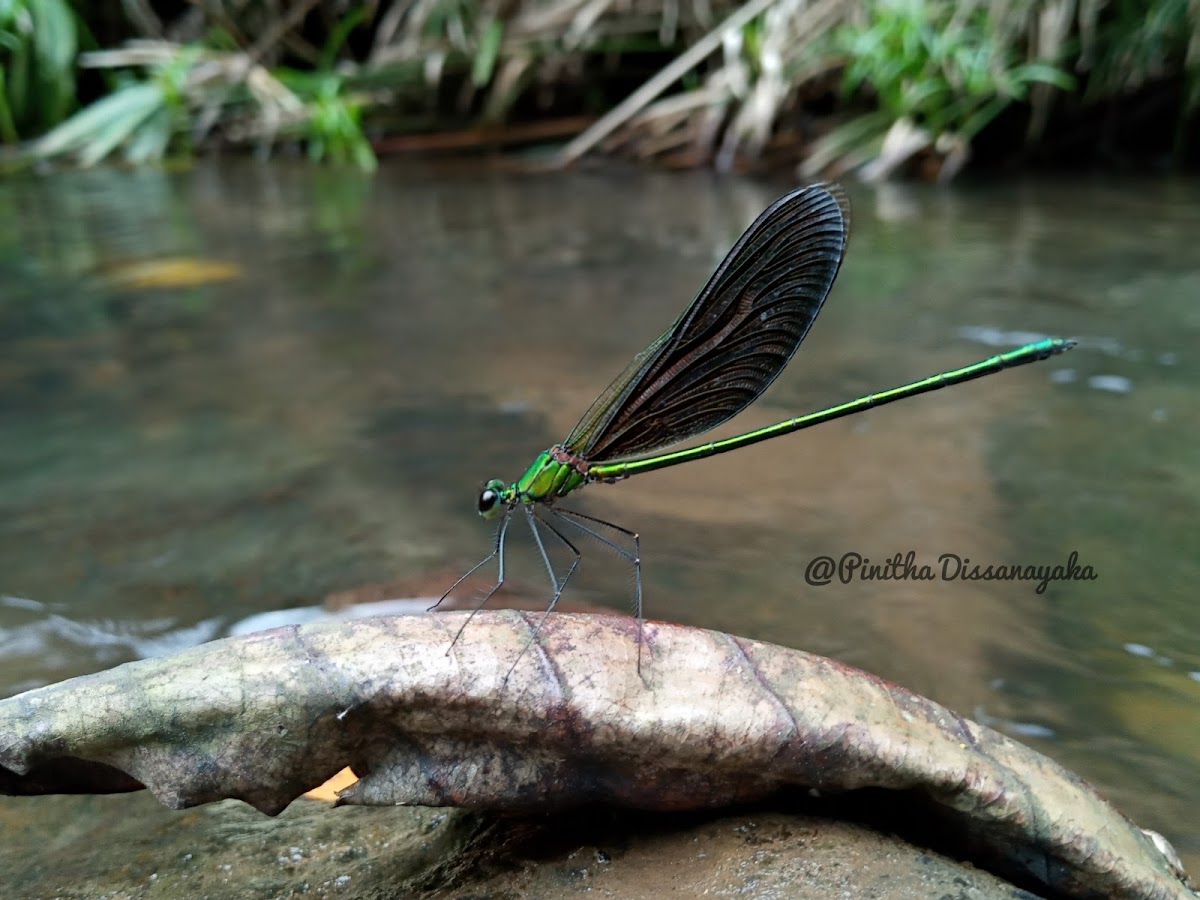 Oriental green wing