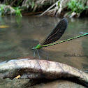 Oriental green wing