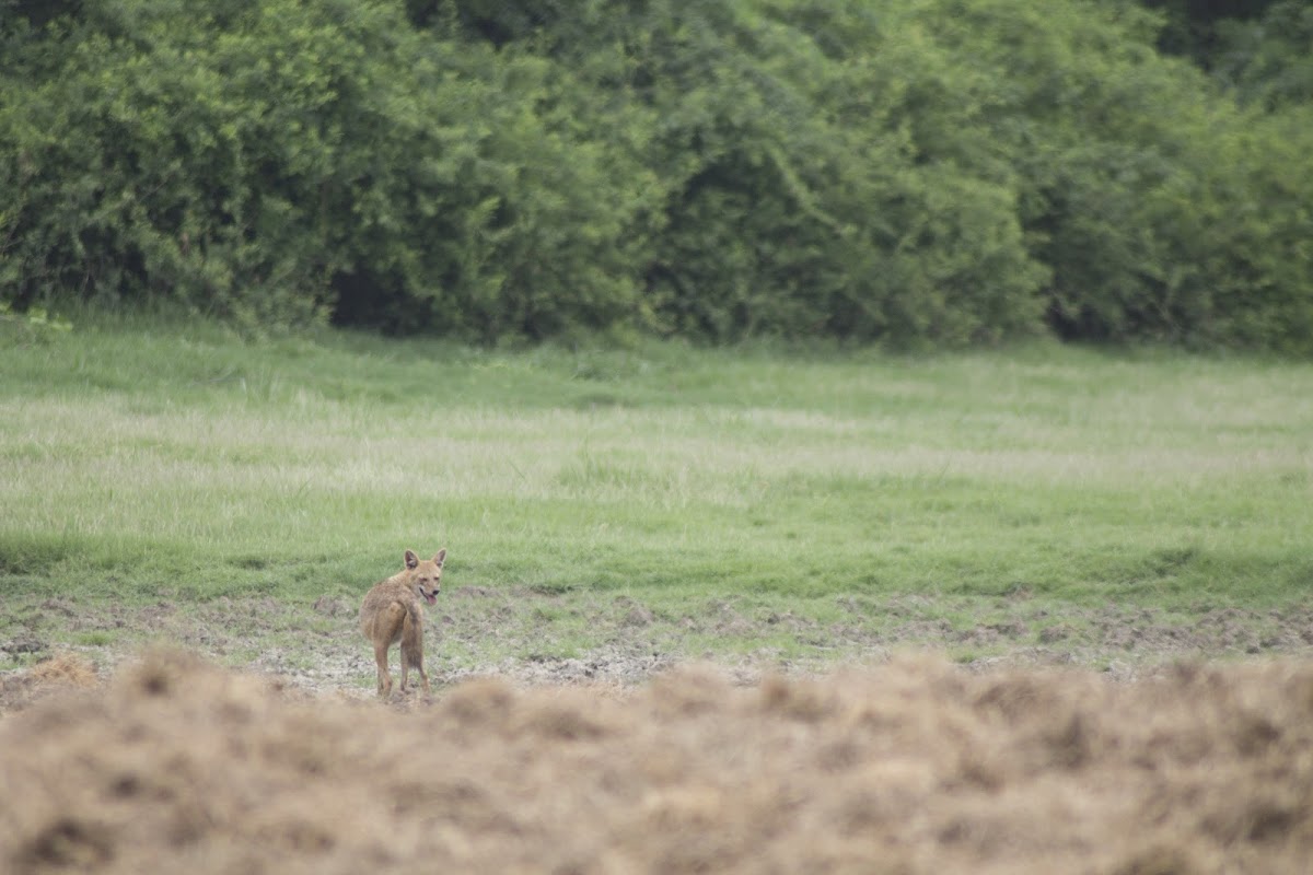 Golden Jackal