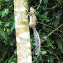 Variegated Squirrel