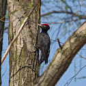 Black woodpecker