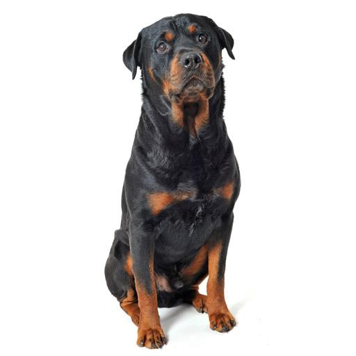 Rottweiler Sounds  Dog Sounds