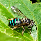 Blue banded bee