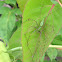 Green Lynx spider