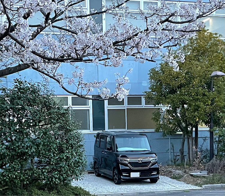 Nボックスカスタムの満開桜とコラボに関するカスタム事例の投稿画像1枚目