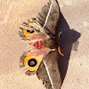 Zephyr eyed silkmoth