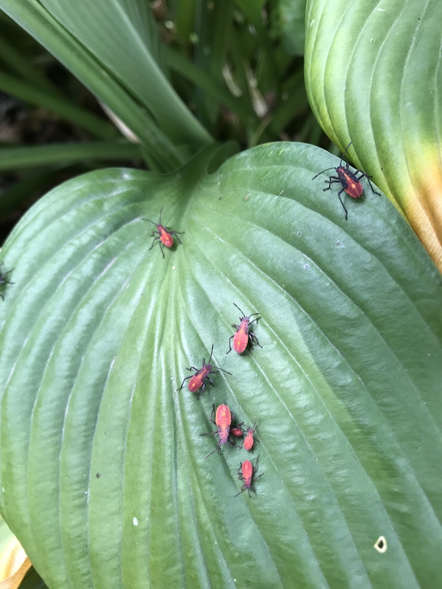 Box elder bug