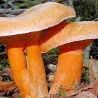 Orange Milkcap