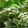 Austroeupatorium