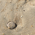 Moon Jelly (deceased)