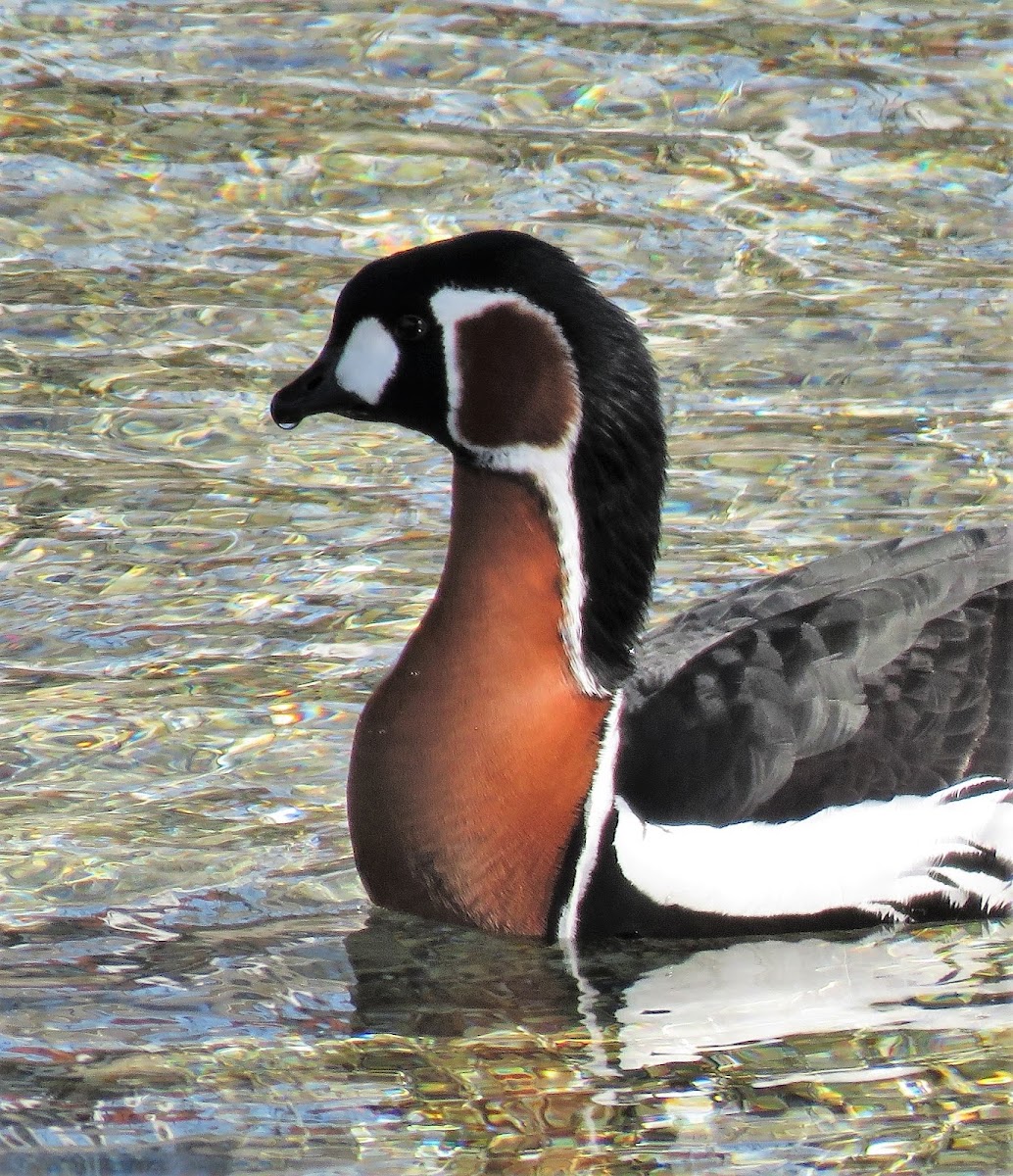 Red-breasted Goose