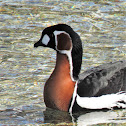 Red-breasted Goose