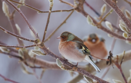 Two birds perched on a branch small promo image