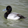 Lesser Scaup (Breeding Male)