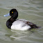 Lesser Scaup (Breeding Male)