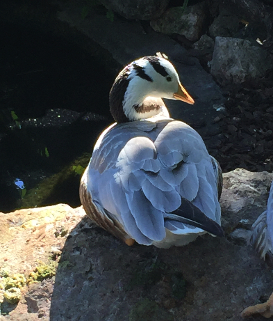 Bar headed goose