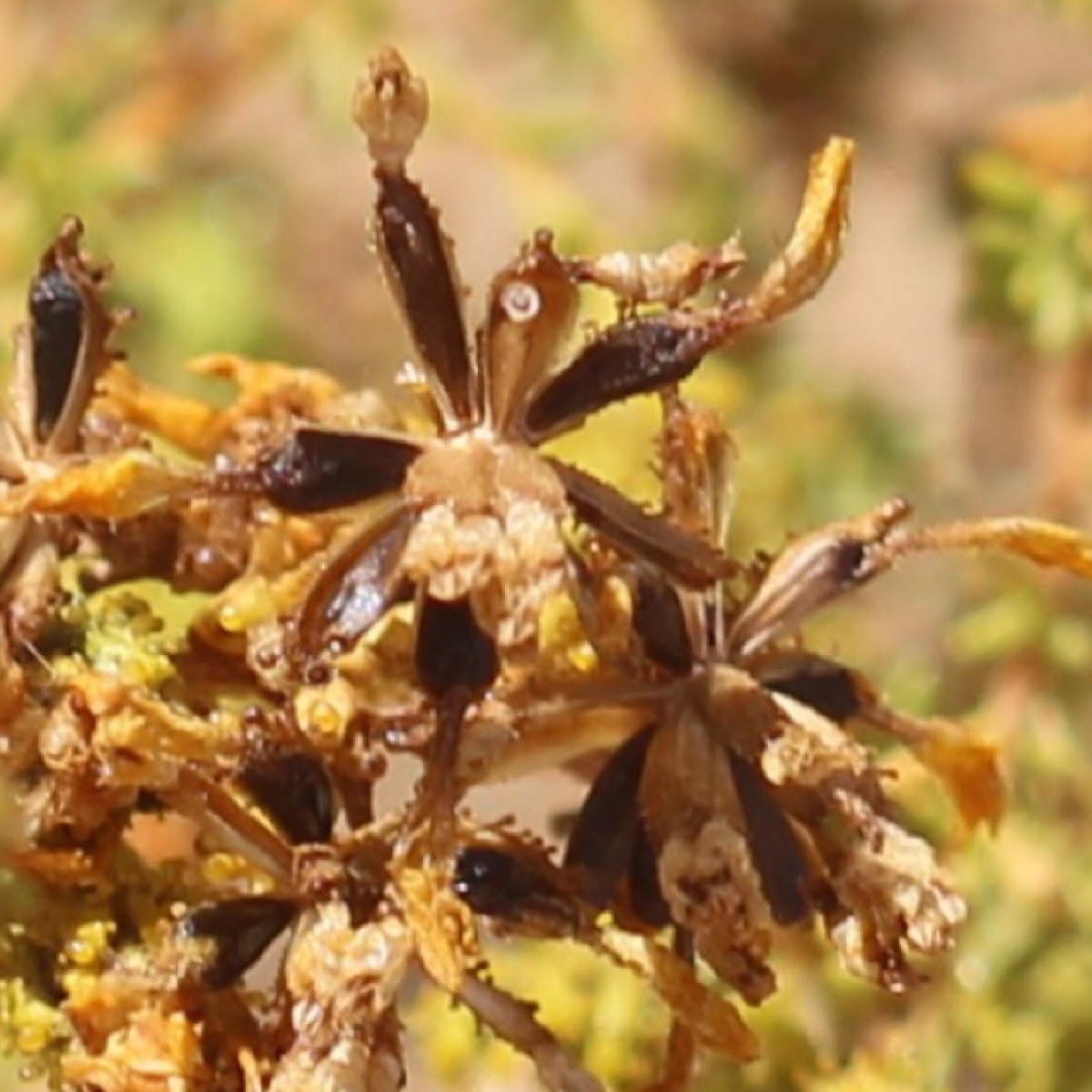 Graceful Tarweed