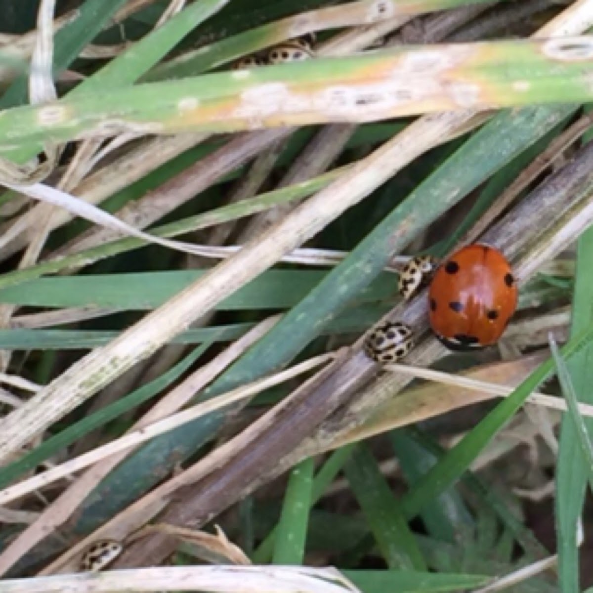 16-spot ladybird