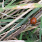 16-spot ladybird