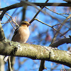 Chaffinch