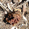 False Morel