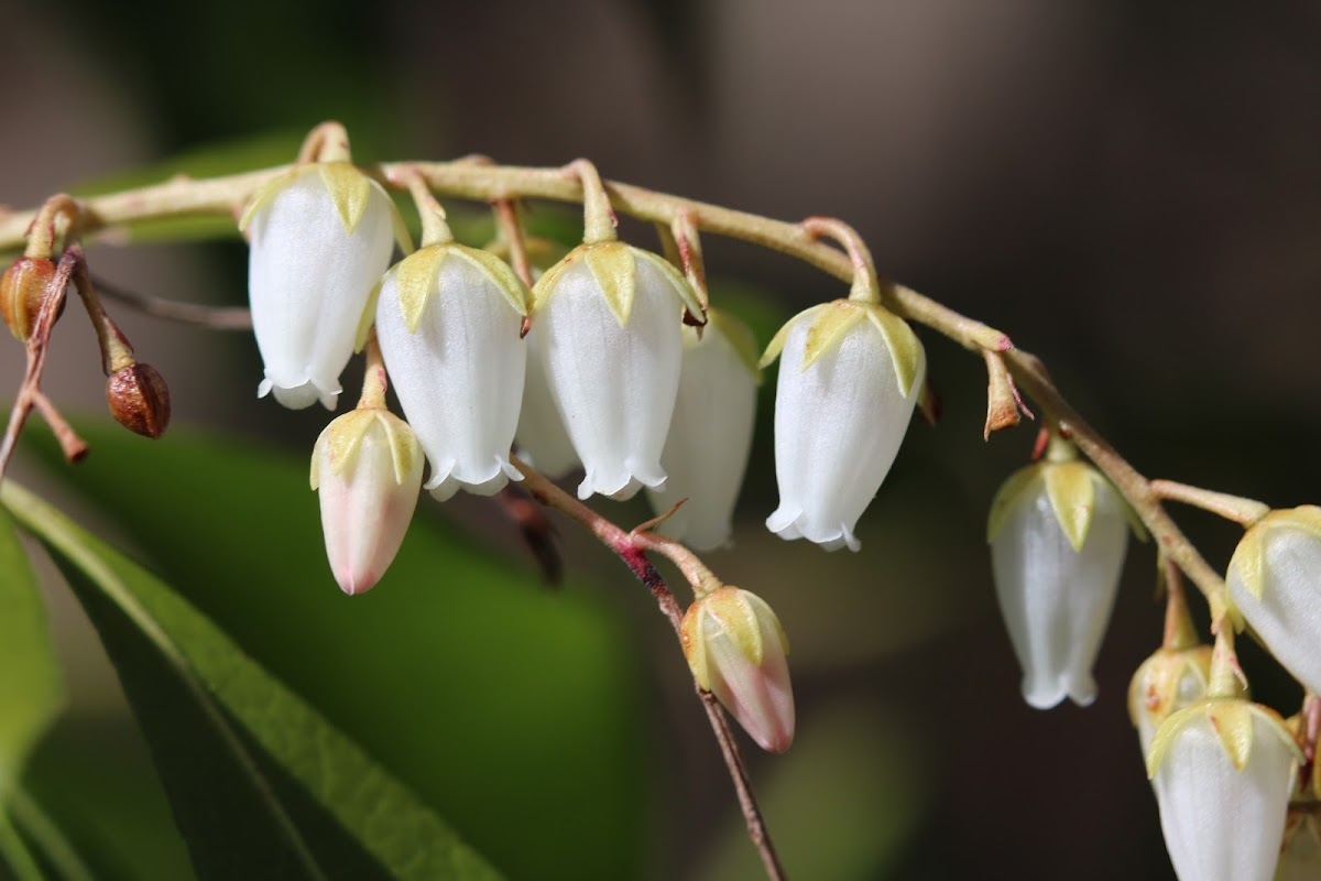 Temple Bells