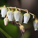 Temple Bells