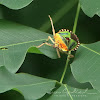 Shield bug