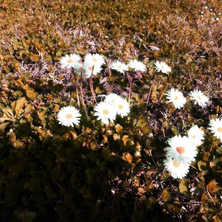 Accenni di primavera di Lidiuccia